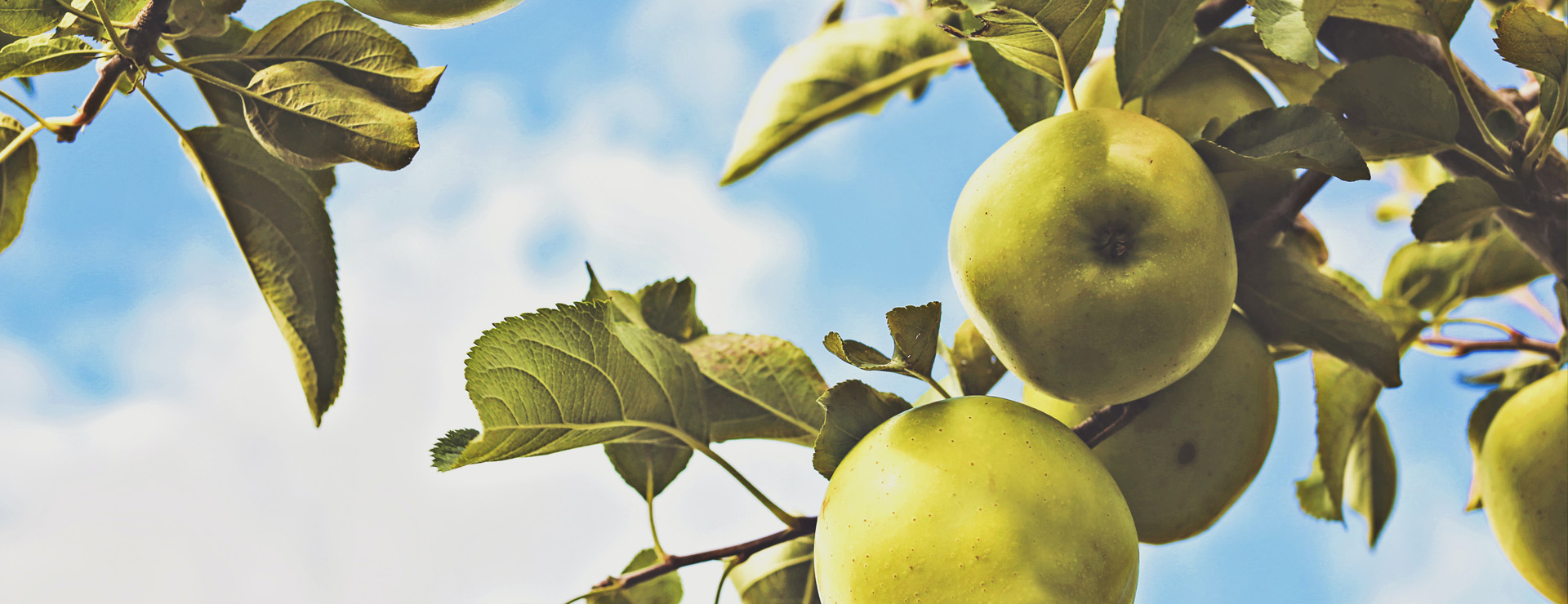 Nos fruits de saison qui poussent à proximité