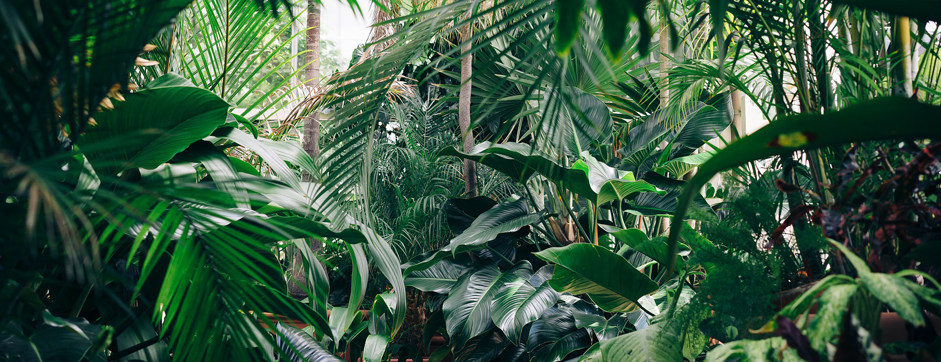 Déforestation et huile de palme