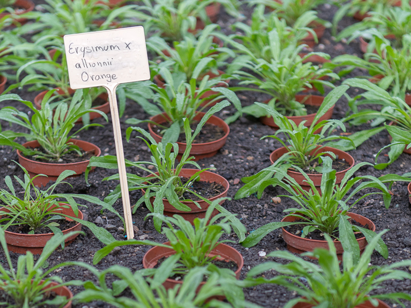 Fête de l'Abeille et du Terroir 2019