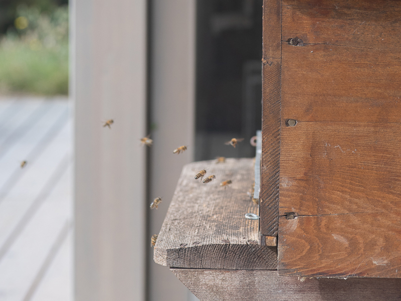 Fête de l'Abeille et du Terroir 2019