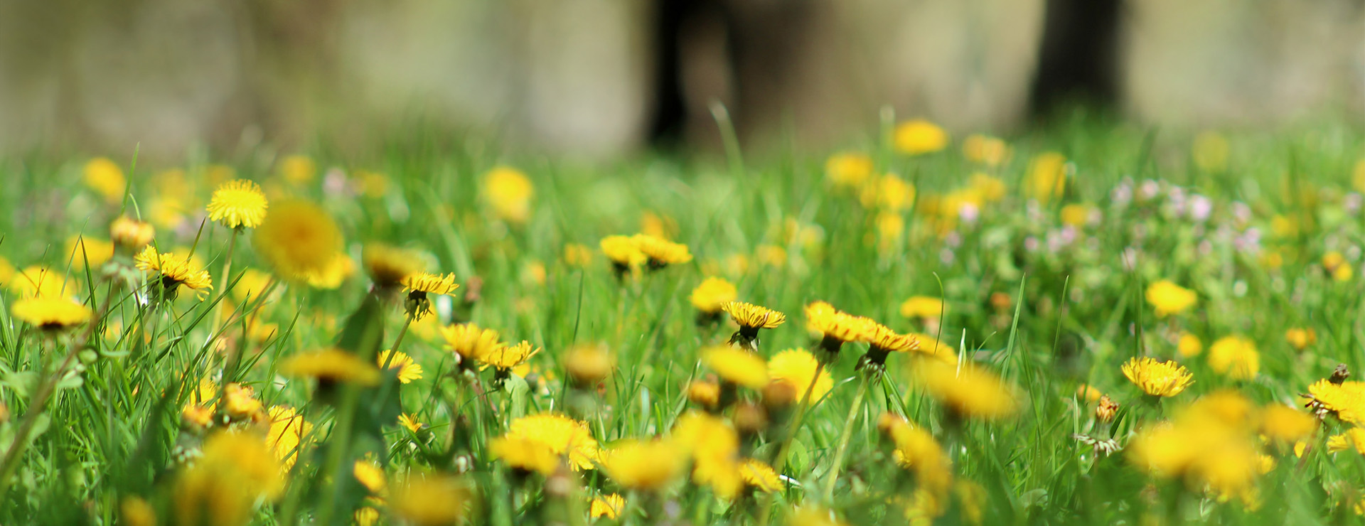 Curieux de nature 