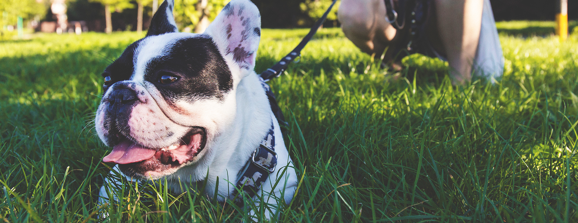 Propriétaires de chiens