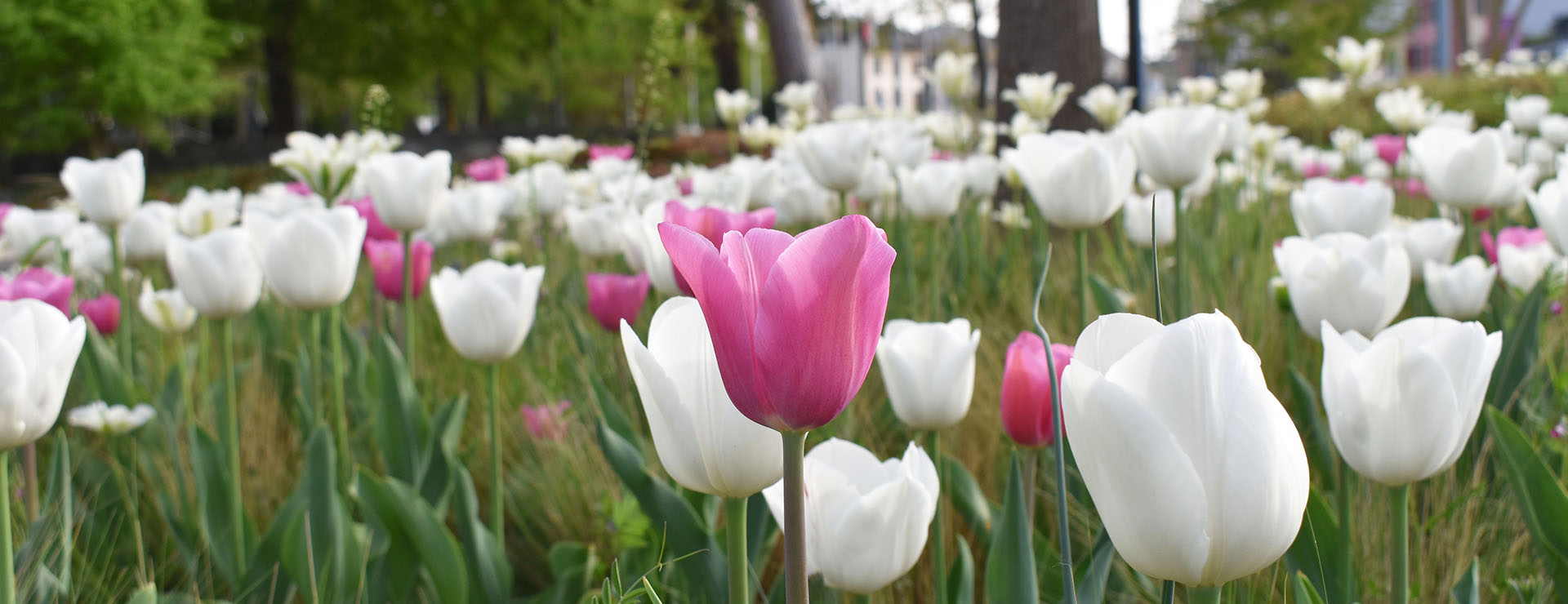 « 1 Tulipe pour la VIE »