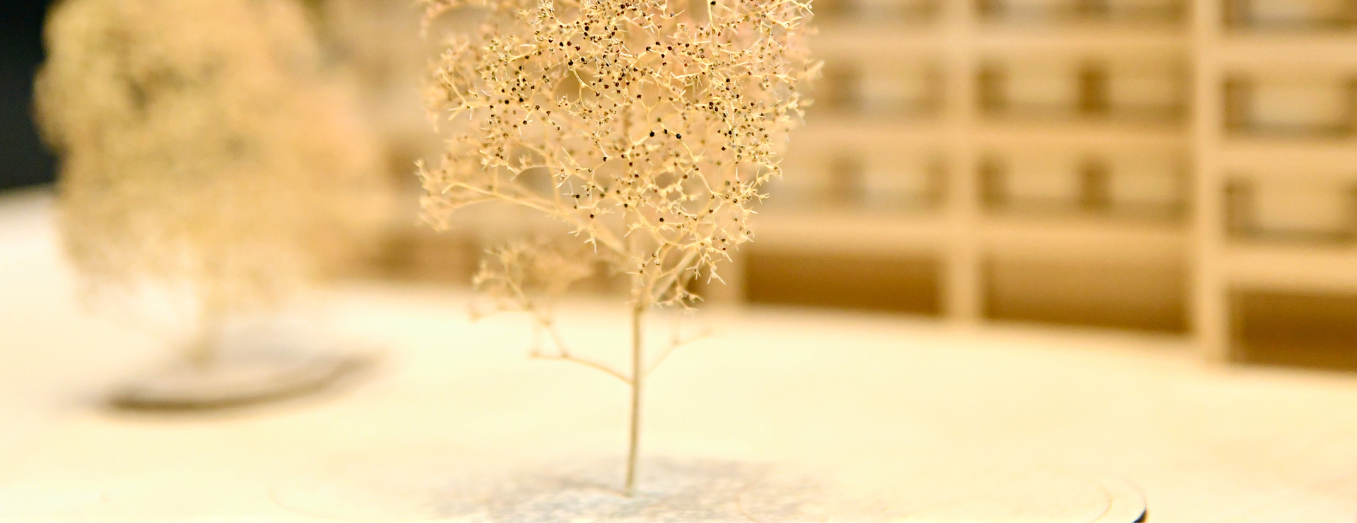 Requêtes et autorisations de construire et d'abattage d'arbres