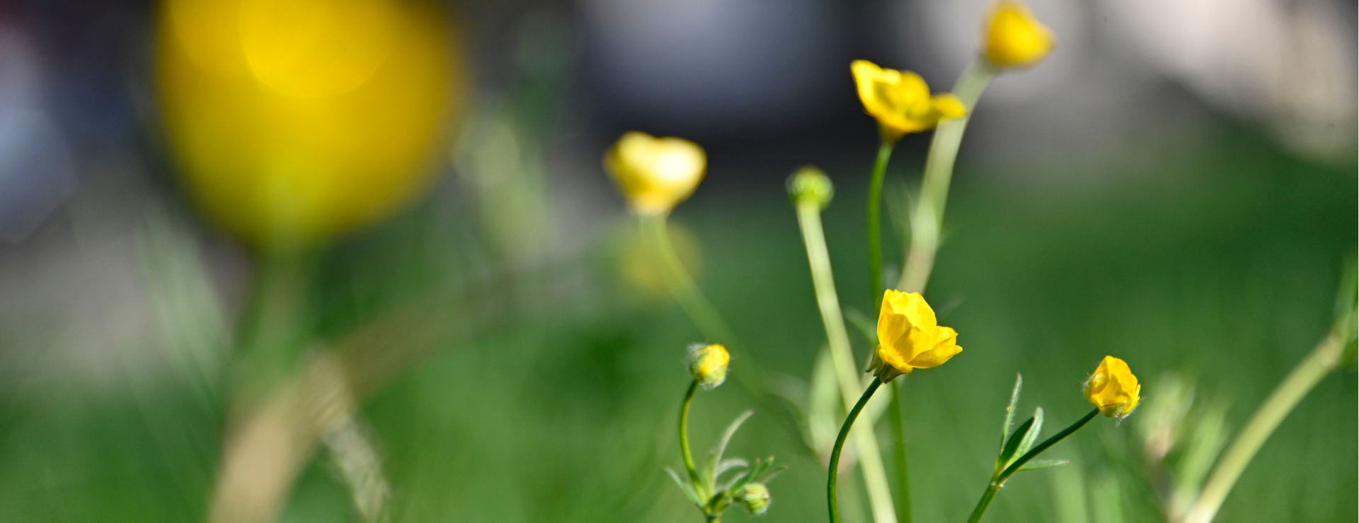 Renaturation de la Ville