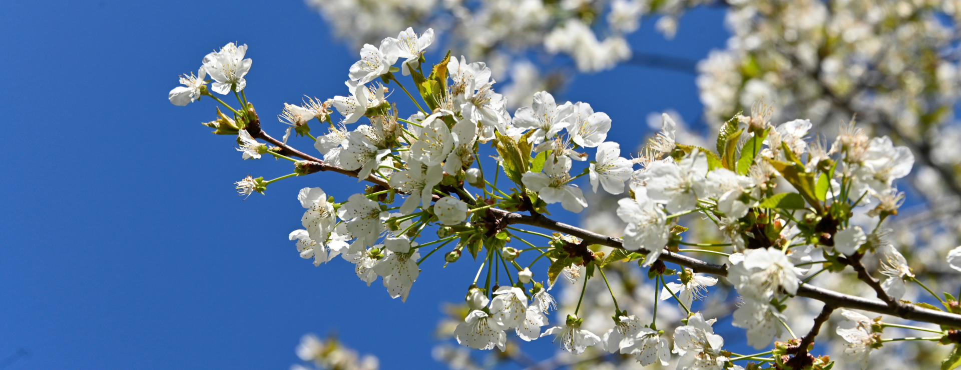 [Partenariat] Evaux en Fêtes est de retour !
