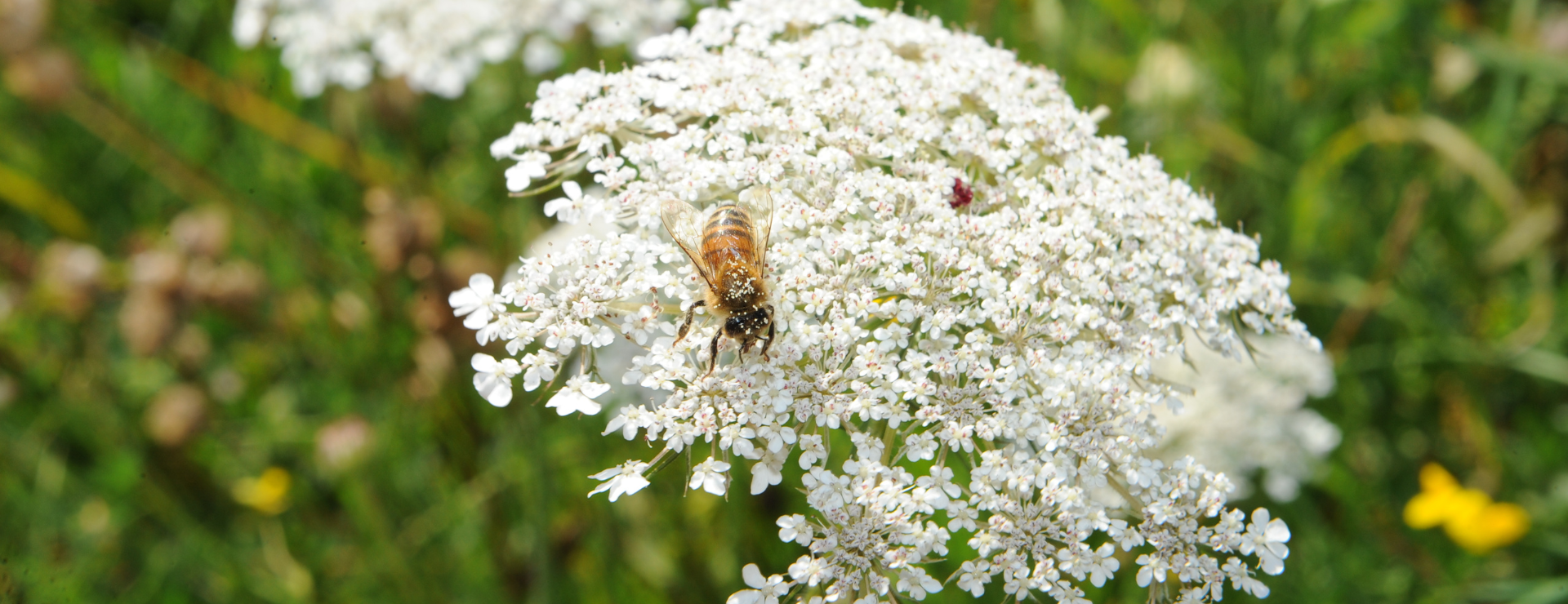 Prévention faune et flore