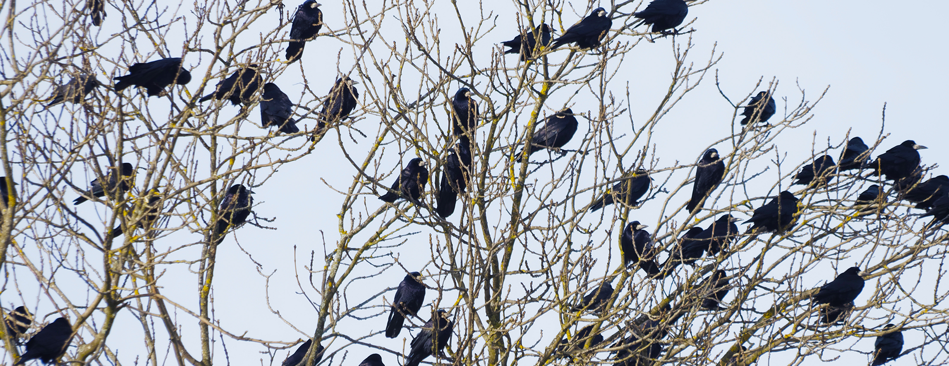 Campagne d'effarouchement des corbeaux freux aux Palettes 
