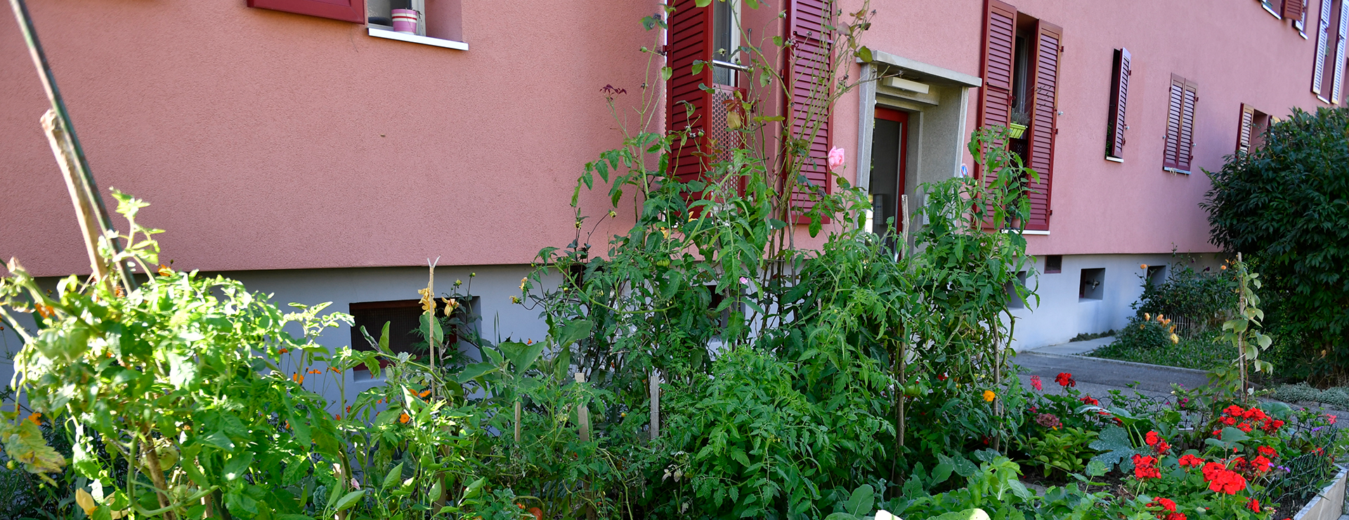 Les potagers au pied des immeubles en images