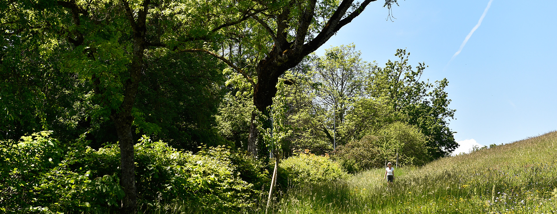 Développement du patrimoine arboré et de la biodiversité