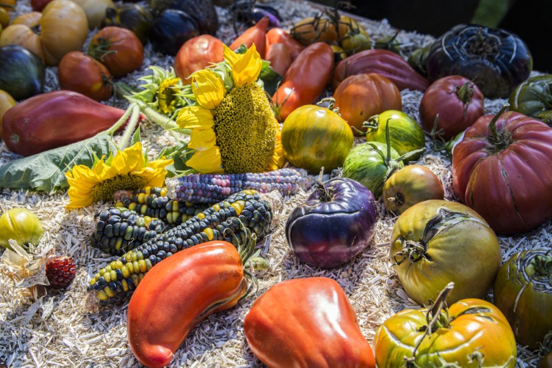 Fête de l'Abeille et du Terroir en images