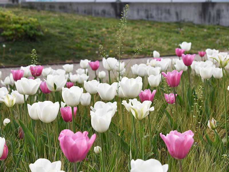 « 1 Tulipe pour la VIE »