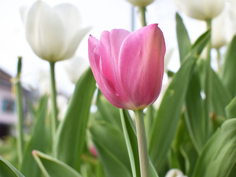 « 1 Tulipe pour la VIE »