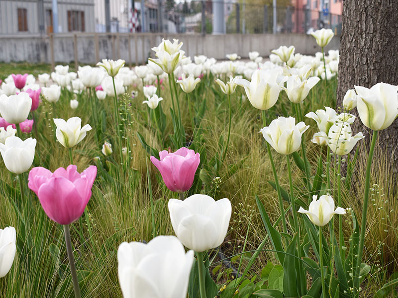 « 1 Tulipe pour la VIE »