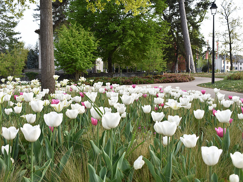 « 1 Tulipe pour la VIE »