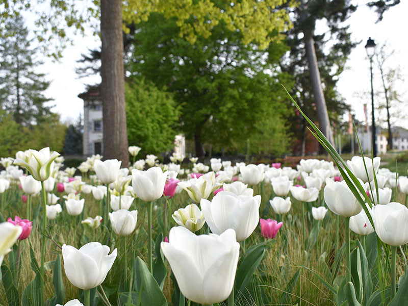 « 1 Tulipe pour la VIE »