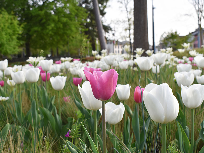 « 1 Tulipe pour la VIE »