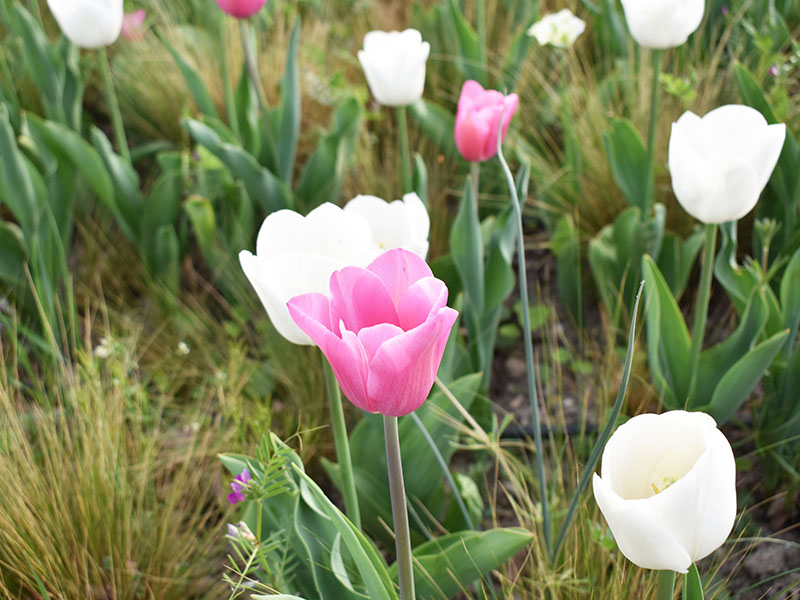 « 1 Tulipe pour la VIE »