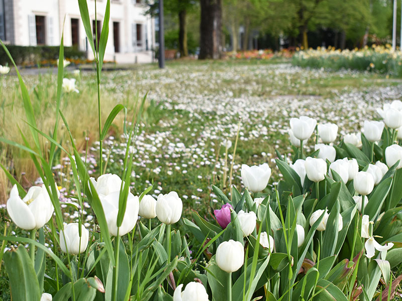 « 1 Tulipe pour la VIE »