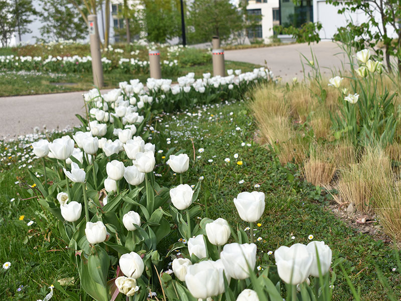 « 1 Tulipe pour la VIE »