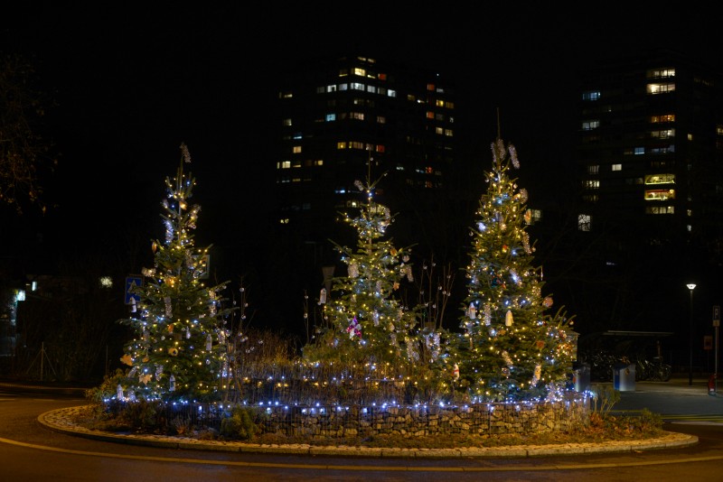 Sapins de Noël de Lancy