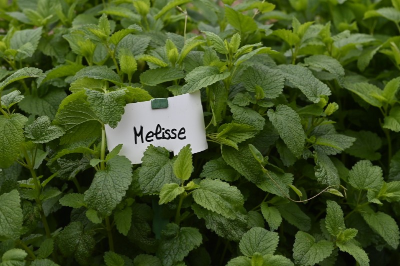 Faites du jardin ! en images