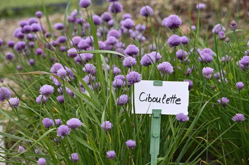 Faites du jardin ! en images