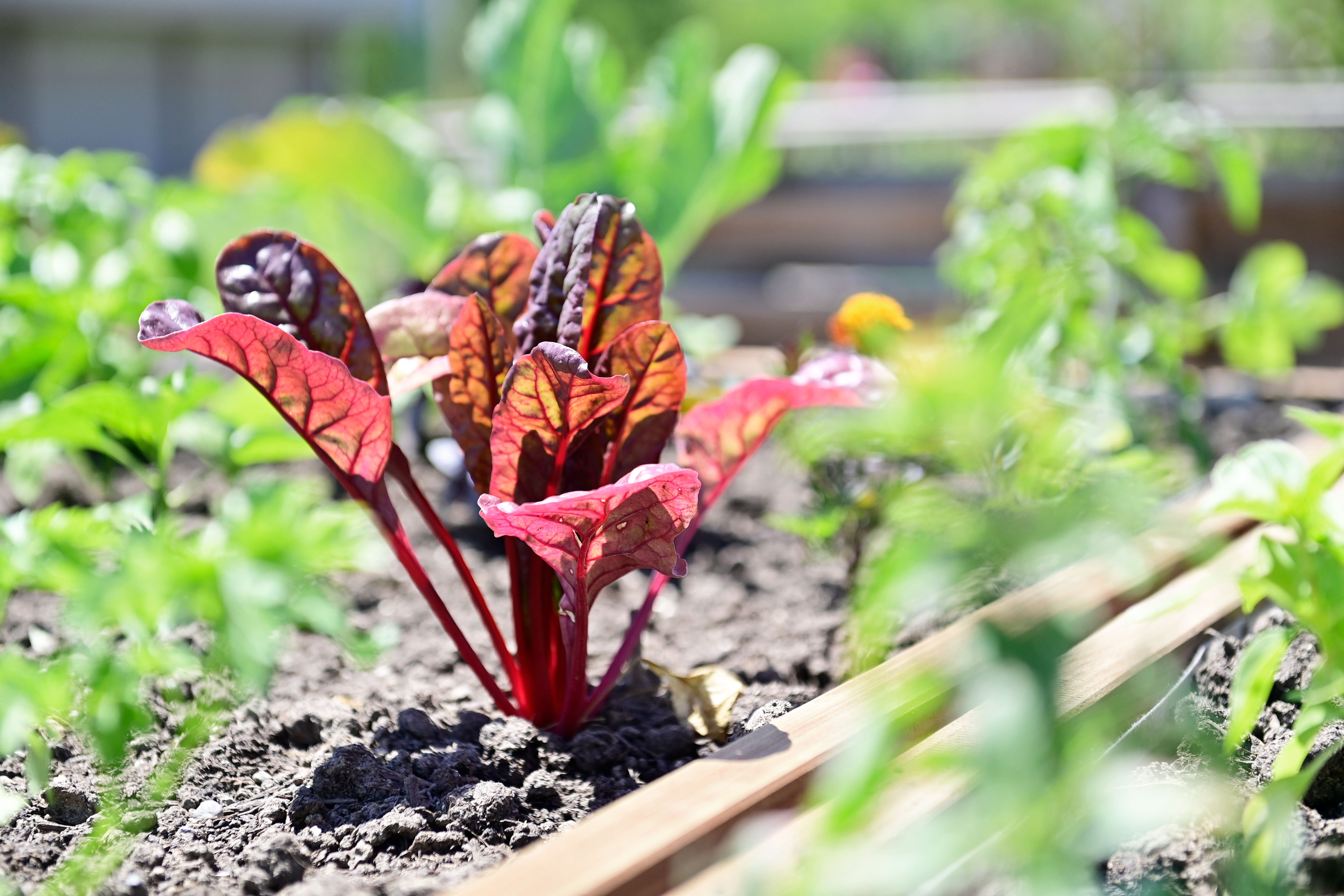 Faites du jardin 2021