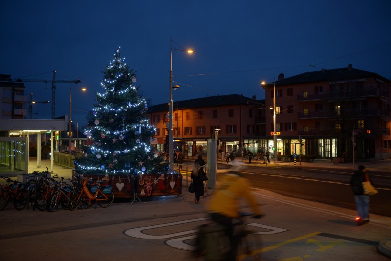 Sapins de Noël de Lancy