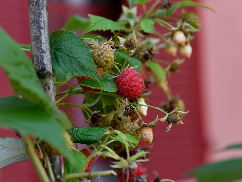 Les potagers au pied des immeubles en images