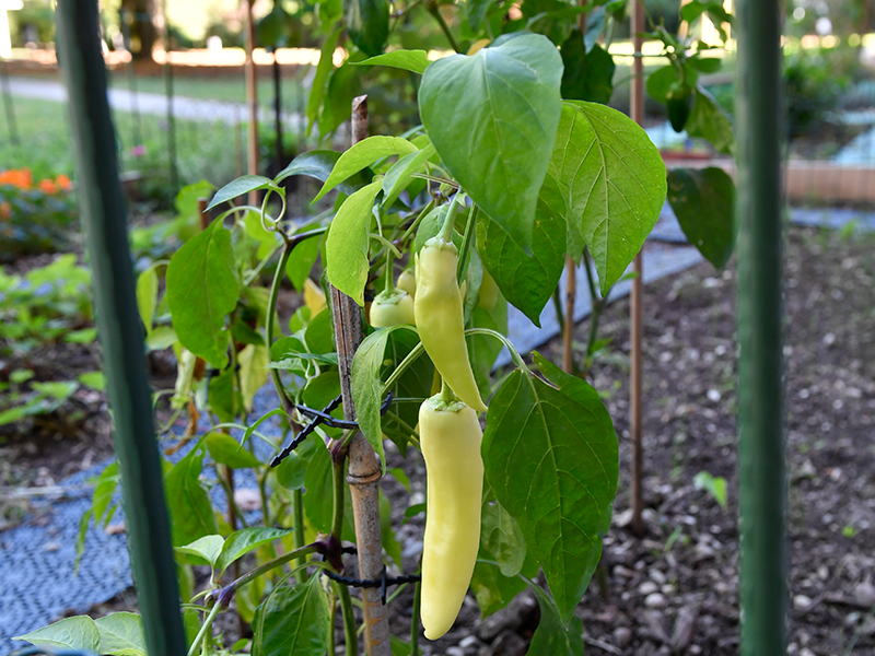 Les potagers au pied des immeubles en images