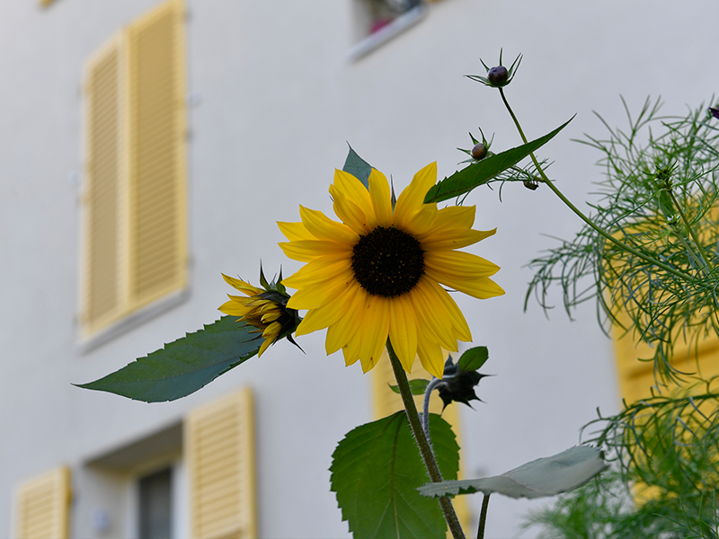 Les potagers au pied des immeubles en images