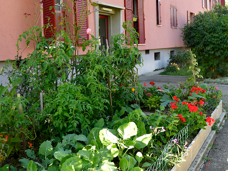 Les potagers au pied des immeubles en images