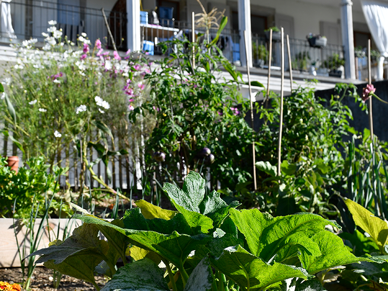 Les potagers au pied des immeubles en images