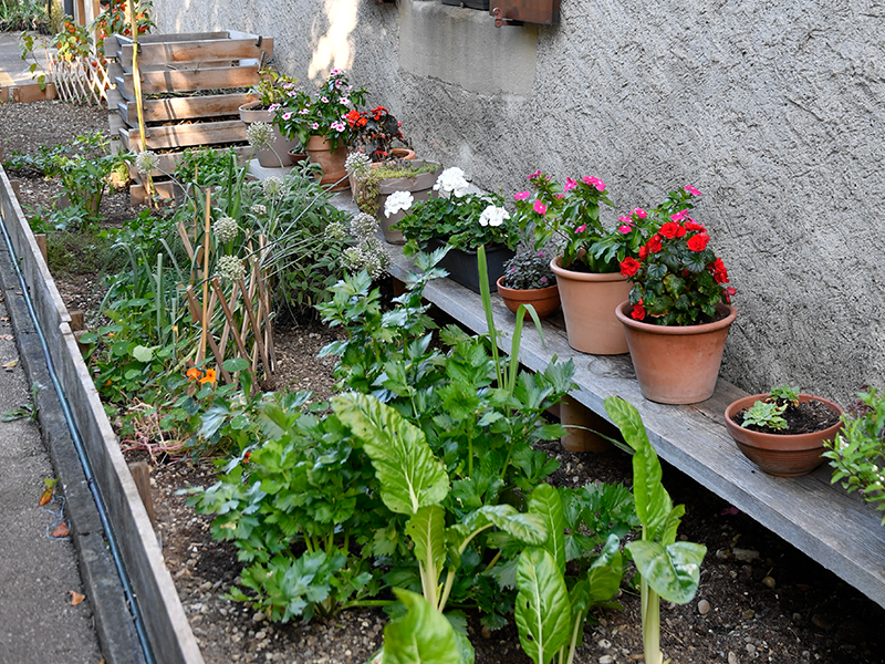 Les potagers au pied des immeubles en images