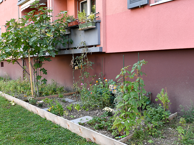 Les potagers au pied des immeubles en images