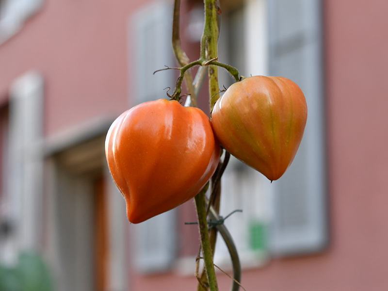 Les potagers au pied des immeubles en images