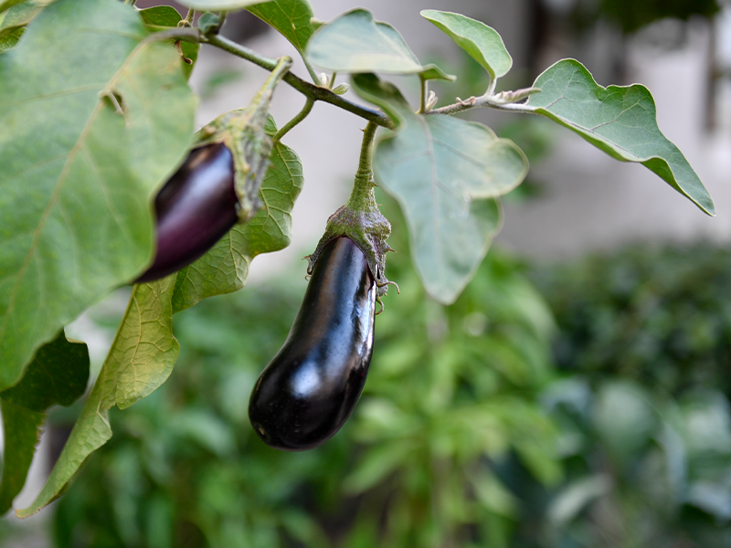 Les potagers au pied des immeubles en images