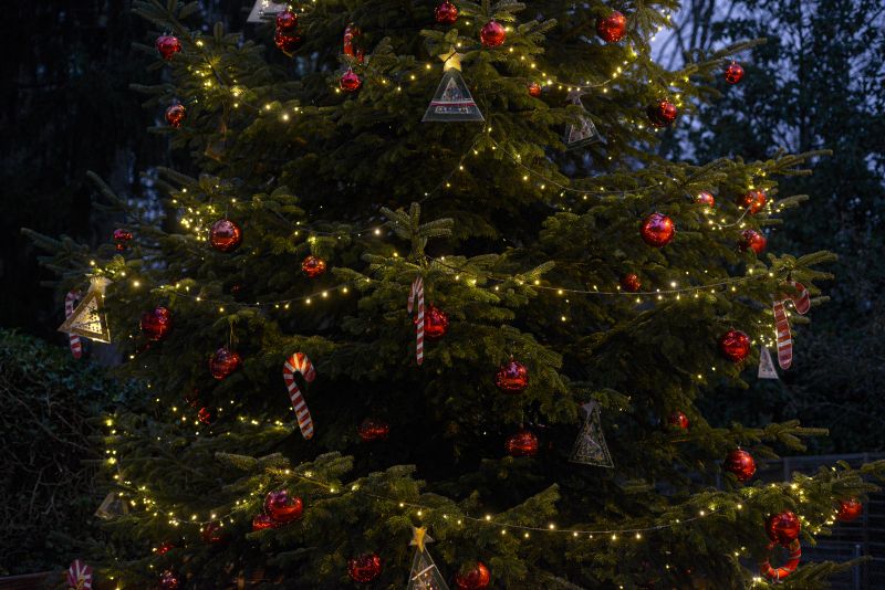 Sapins de Noël 2022