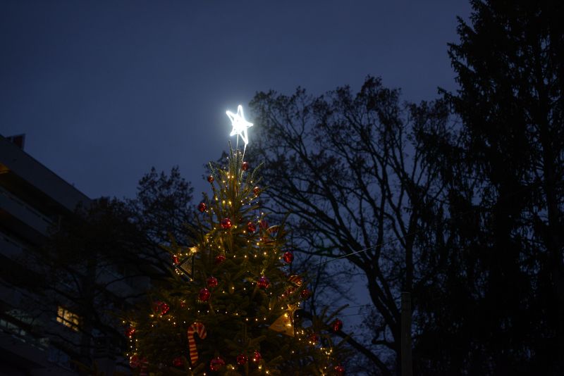 Sapins de Noël 2022