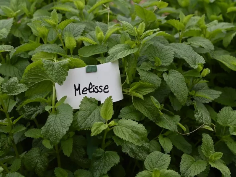 Faites du jardin ! en images