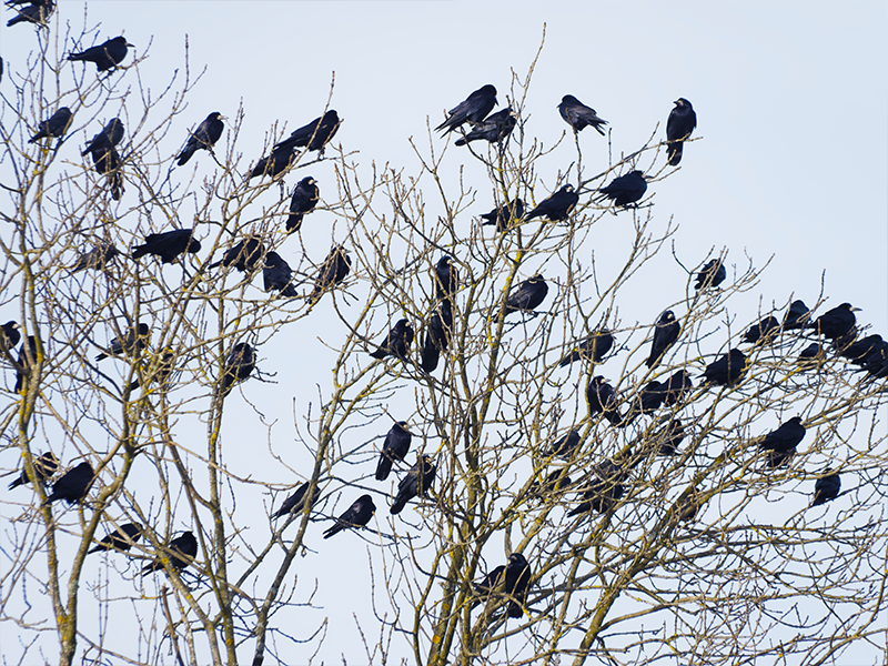 Campagne d'effarouchement des corbeaux freux aux Palettes 