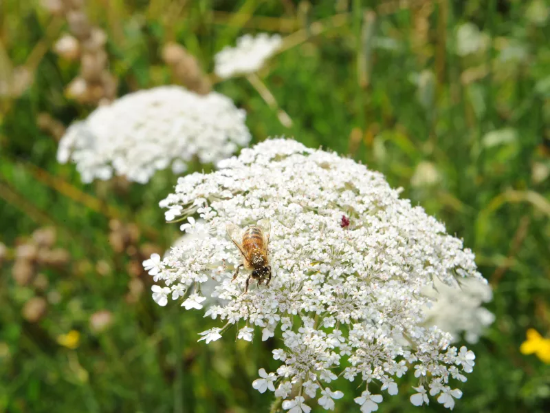 Prévention faune et flore