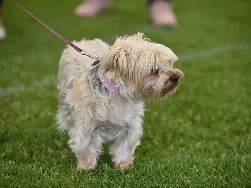 Propriétaires de chiens