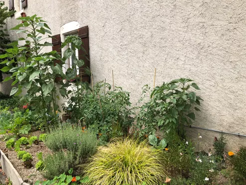 Potager aux pieds des immeubles