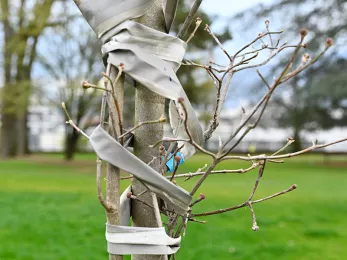 Patrimoine arboré