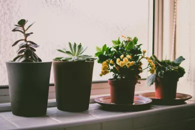 Fleurs, plantes