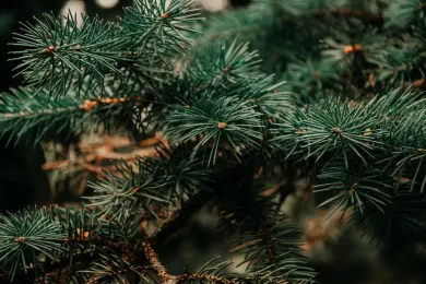 Sapins de Noël naturels (sans décoration)