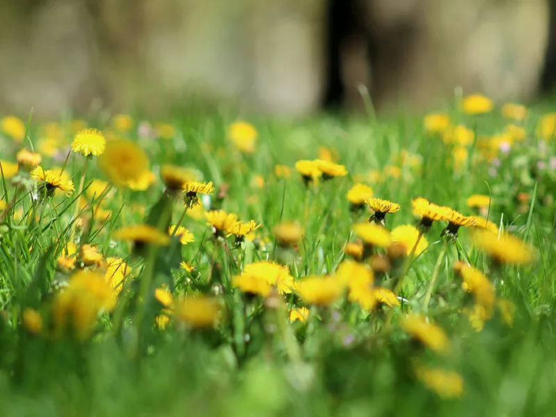 Curieux de nature 