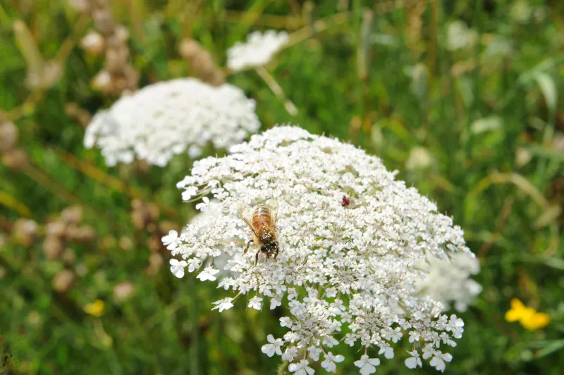Prévention faune et flore
